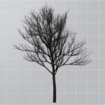 تصویر PNG طرح واقع گرایانه چهار فصل درخت گیلاس