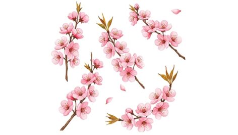 وکتور مجموعه شکوفه و گل طرح آبرنگی