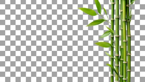 تصویر PNG گیاه بامبو