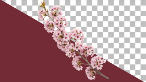 تصویر PNG رایگان شاخه شکوفه بهاری صورتی دوربری شده