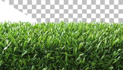 تصویر دوربری شده چمن طبیعی با کیفیت بالا | فایل PNG چمن بدون پس‌ زمینه برای طراحی فضای سبز